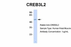 CREB3L2 Antibody, Novus Biologicals 100 &mu;L | Buy Online | Novus Biologicals | Fisher Scientific
